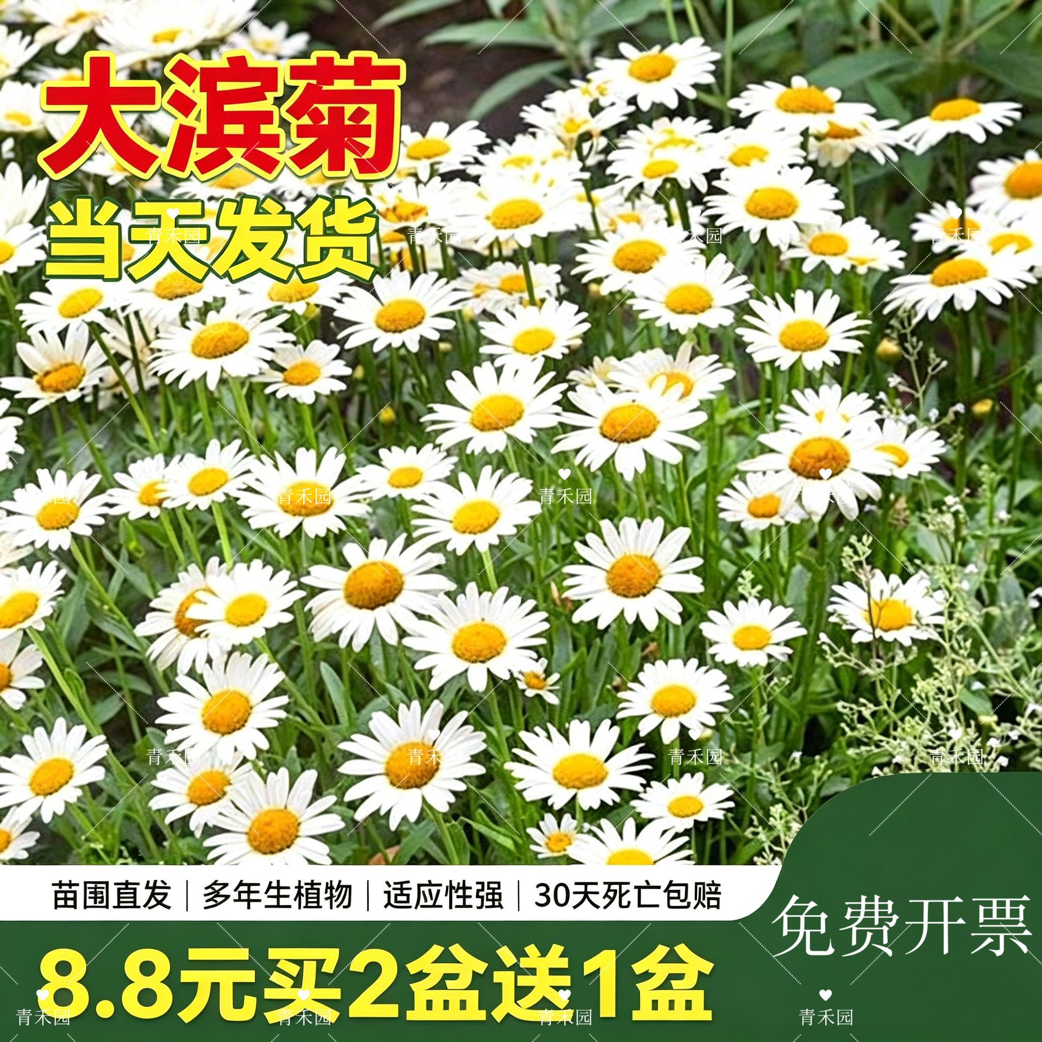 青禾园大滨菊耐寒耐旱好养