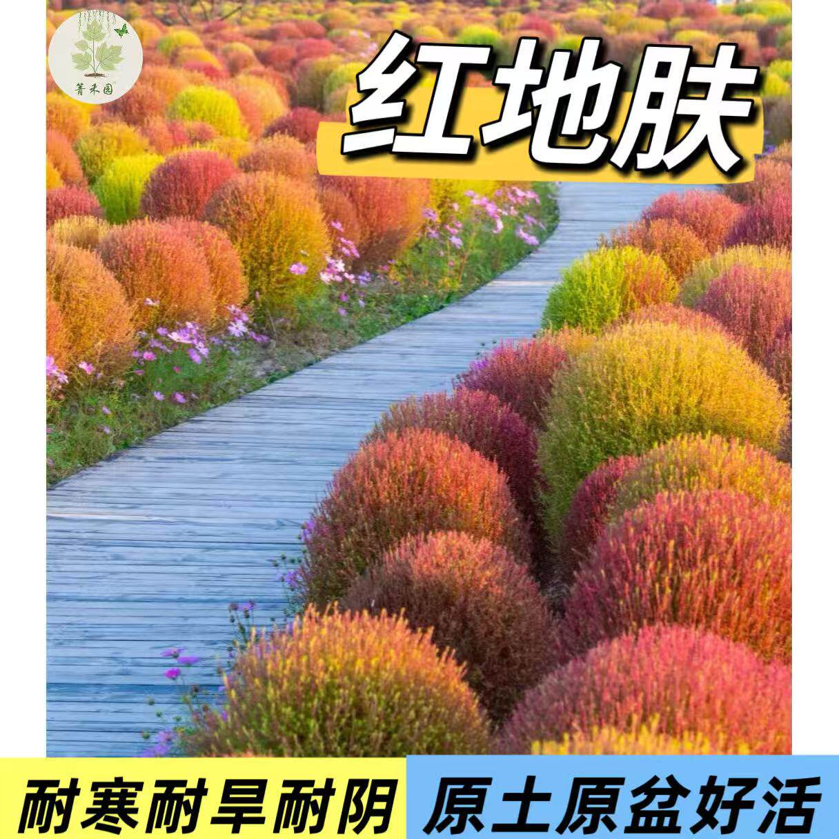 地肤盆栽观叶植物扫帚草扫帚球驱蚊球狮子头扫把头草阳台庭院绿植