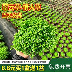 翠云草盆栽变色龙蕨四季垂吊绿植