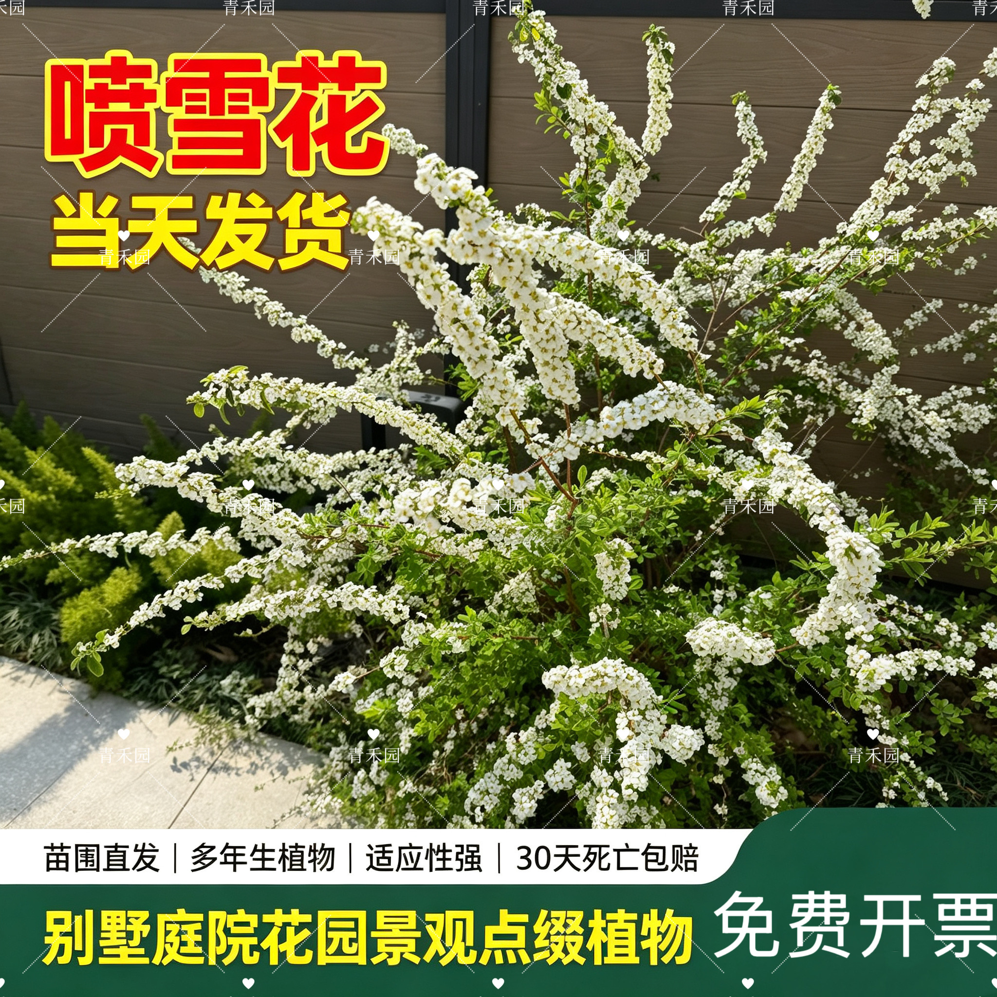 雪柳盆栽可水培观赏多年生好养