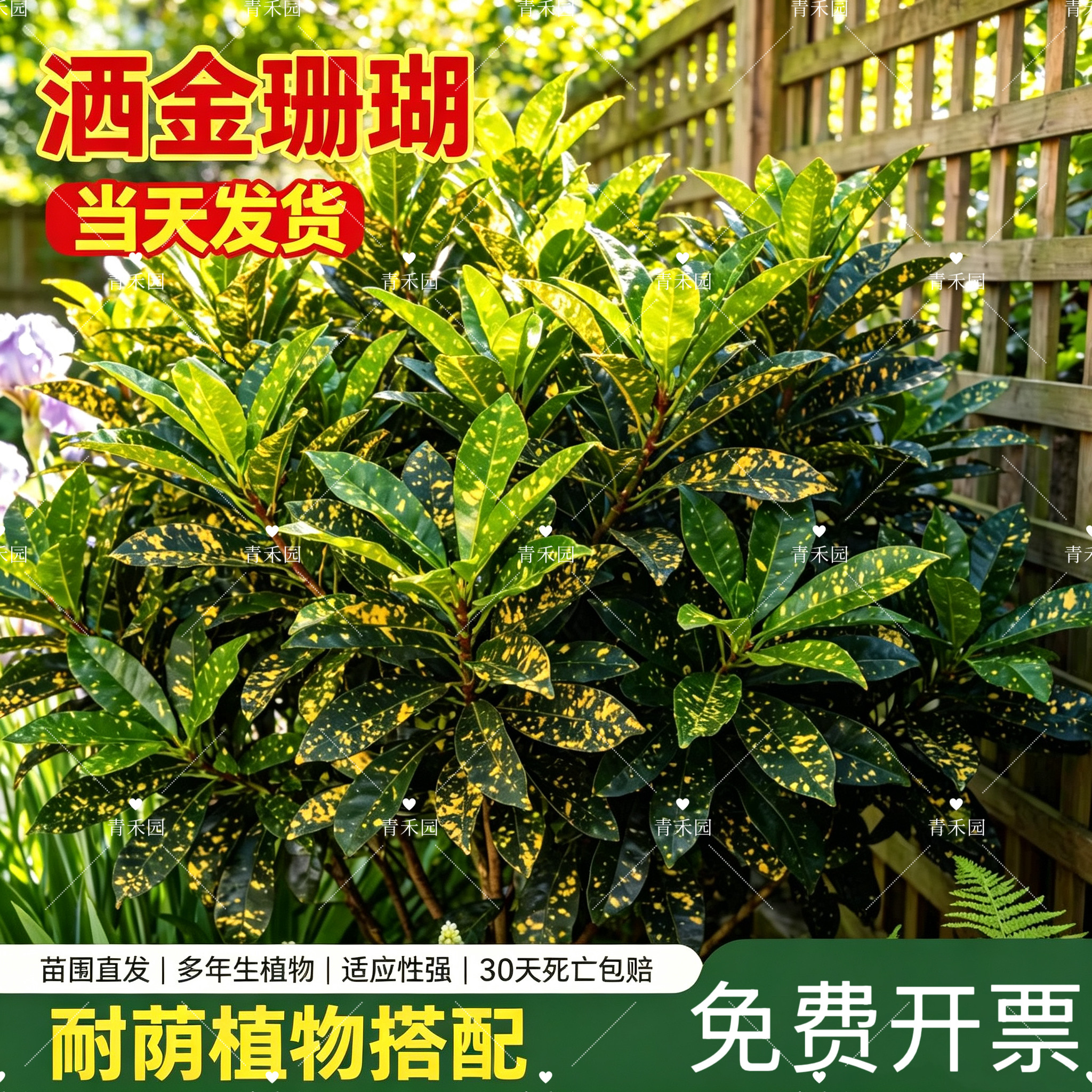 青禾园洒金珊瑚耐寒耐旱好养图片