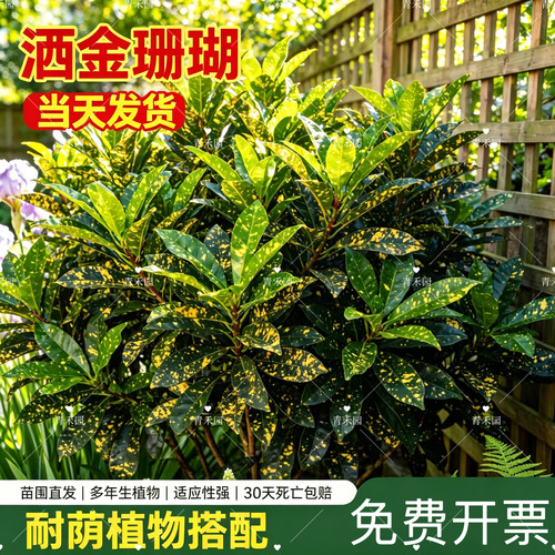 青禾园洒金珊瑚耐寒耐旱好养