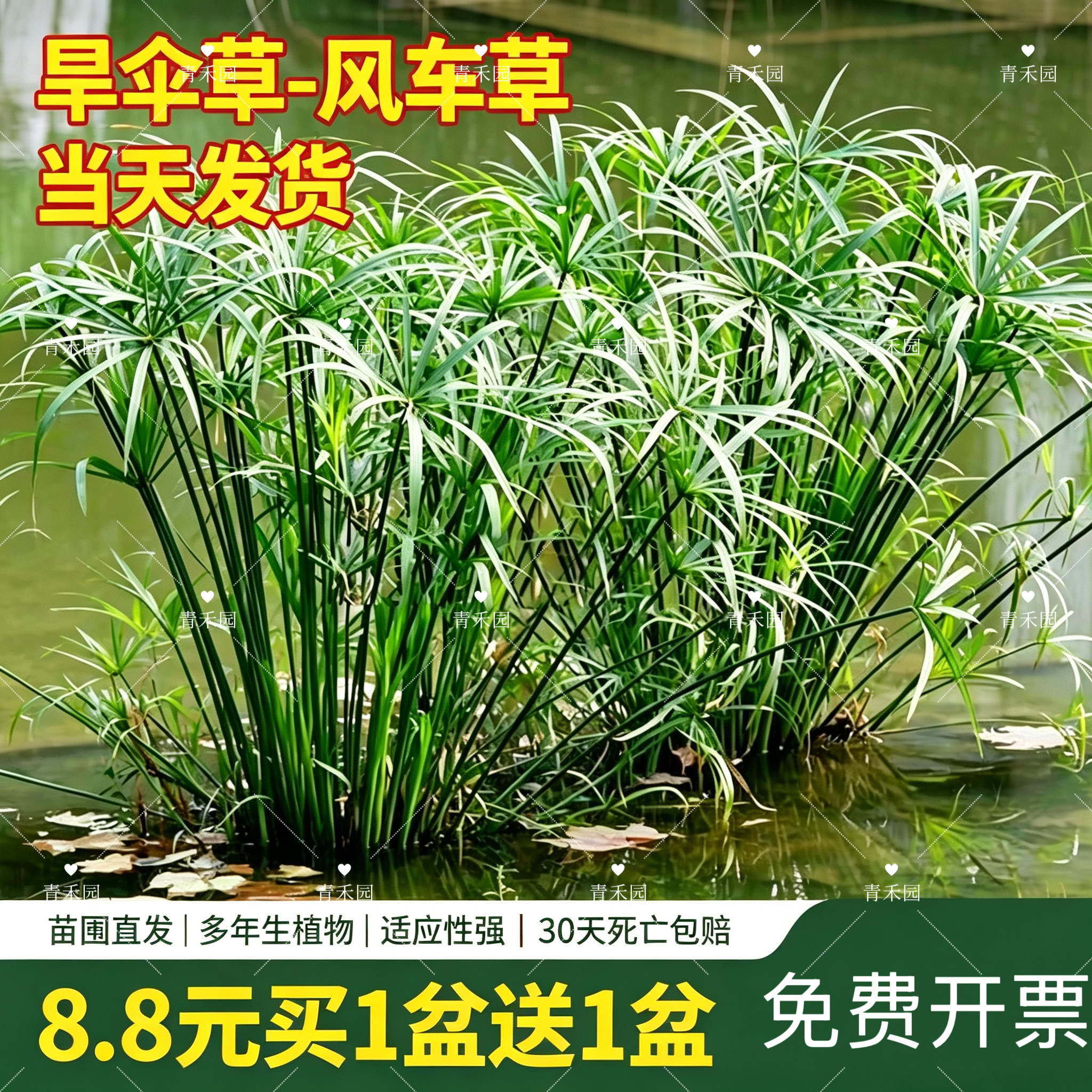旱伞草水竹盆栽四季植物绿植