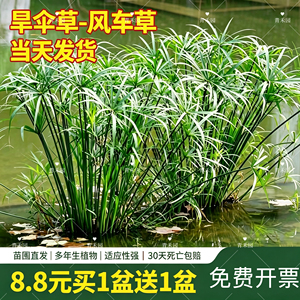 旱伞草水竹盆栽四季植物绿植