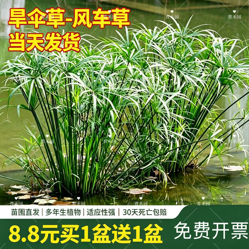 旱伞草水竹盆栽四季植物绿植