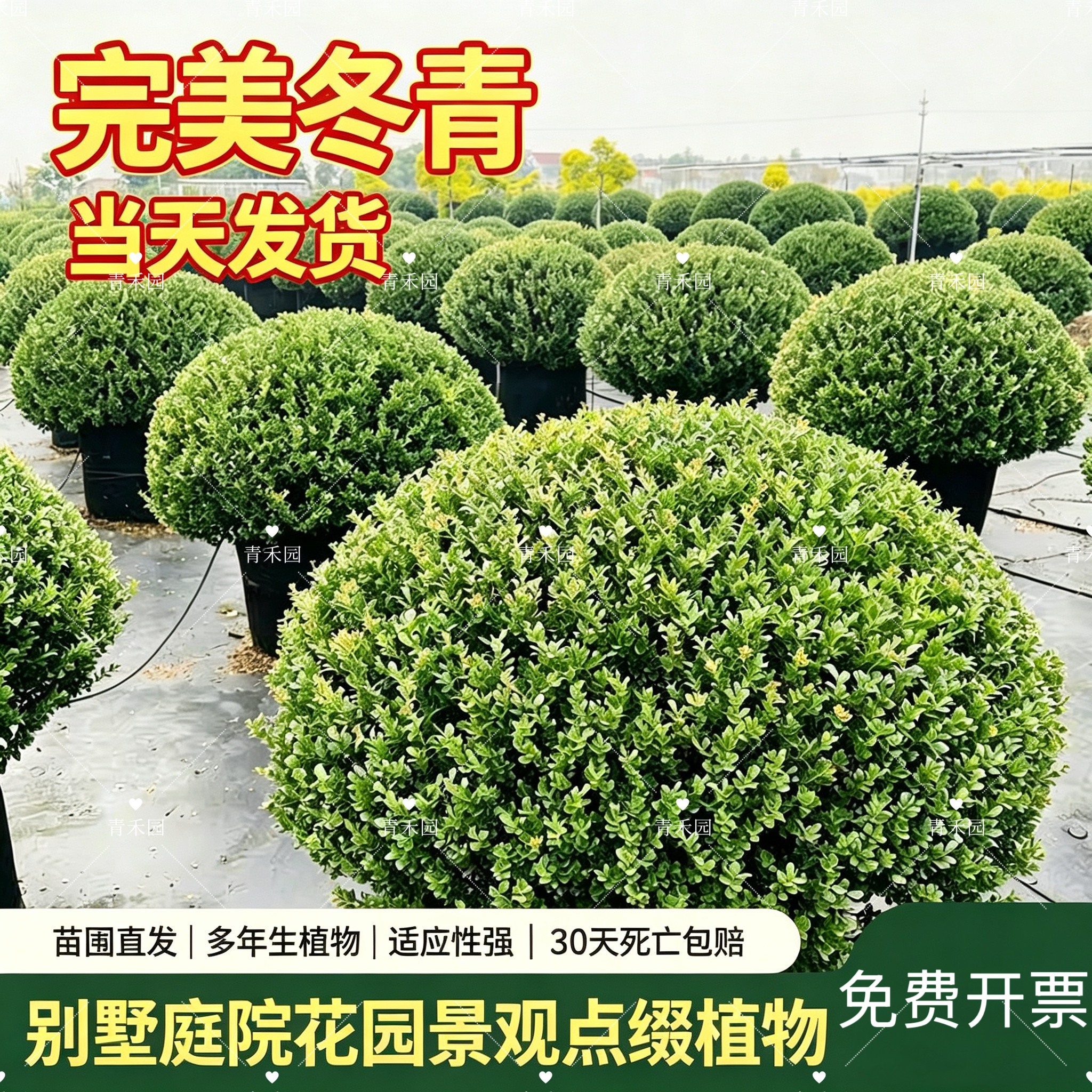 完美冬青先令球花镜耐寒好养