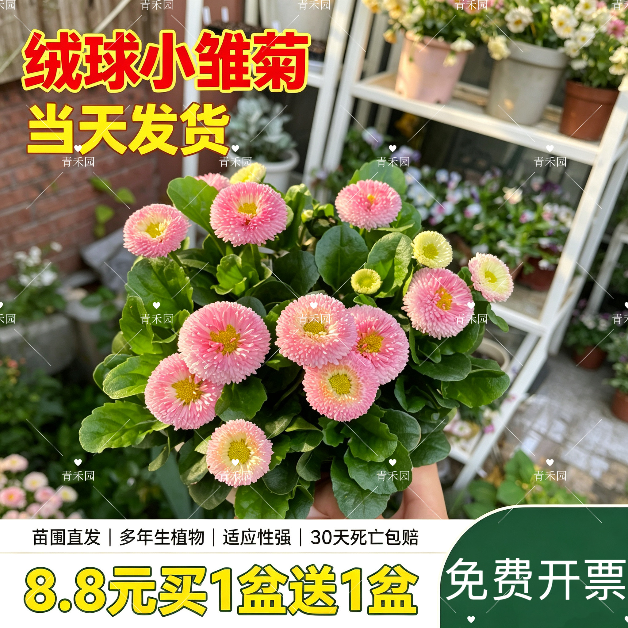 小雏菊盆栽花苗耐寒好养开花长