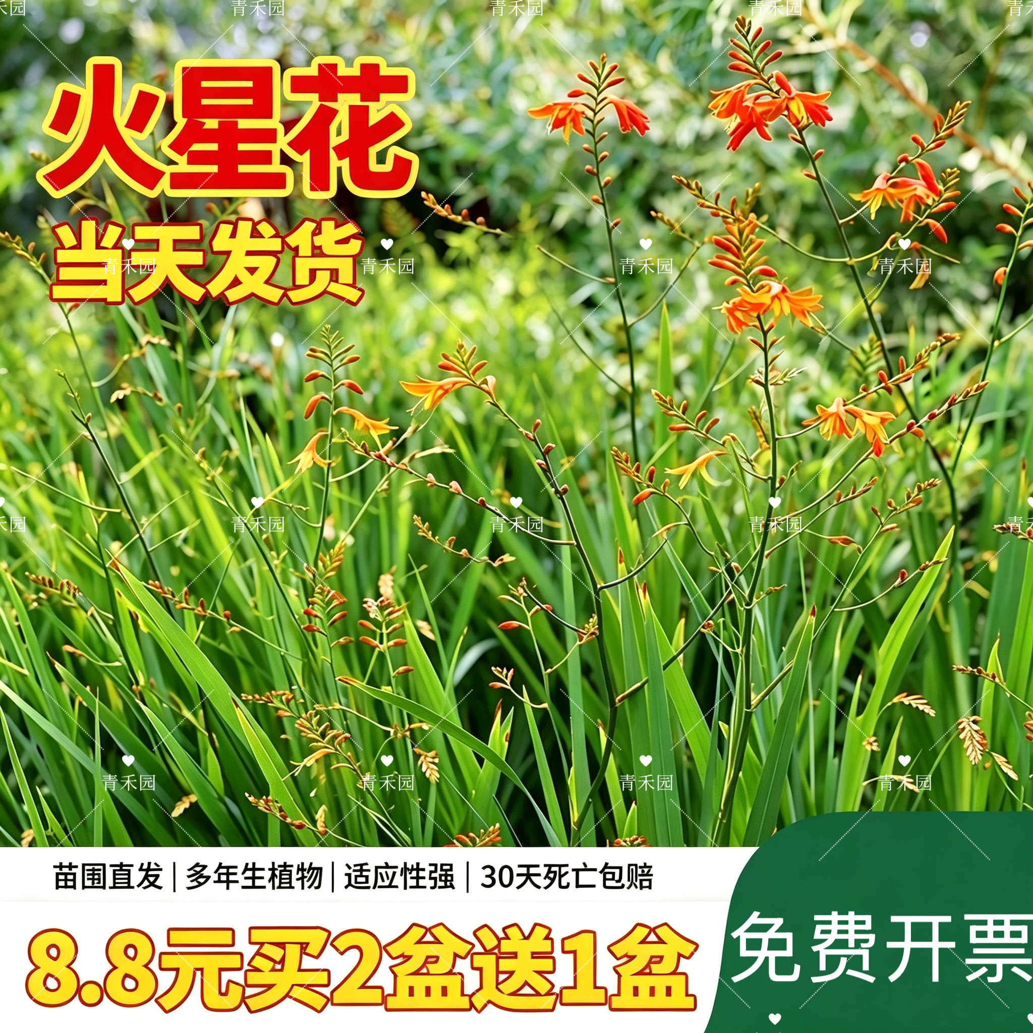 火星花耐寒耐旱好养盆栽地被
