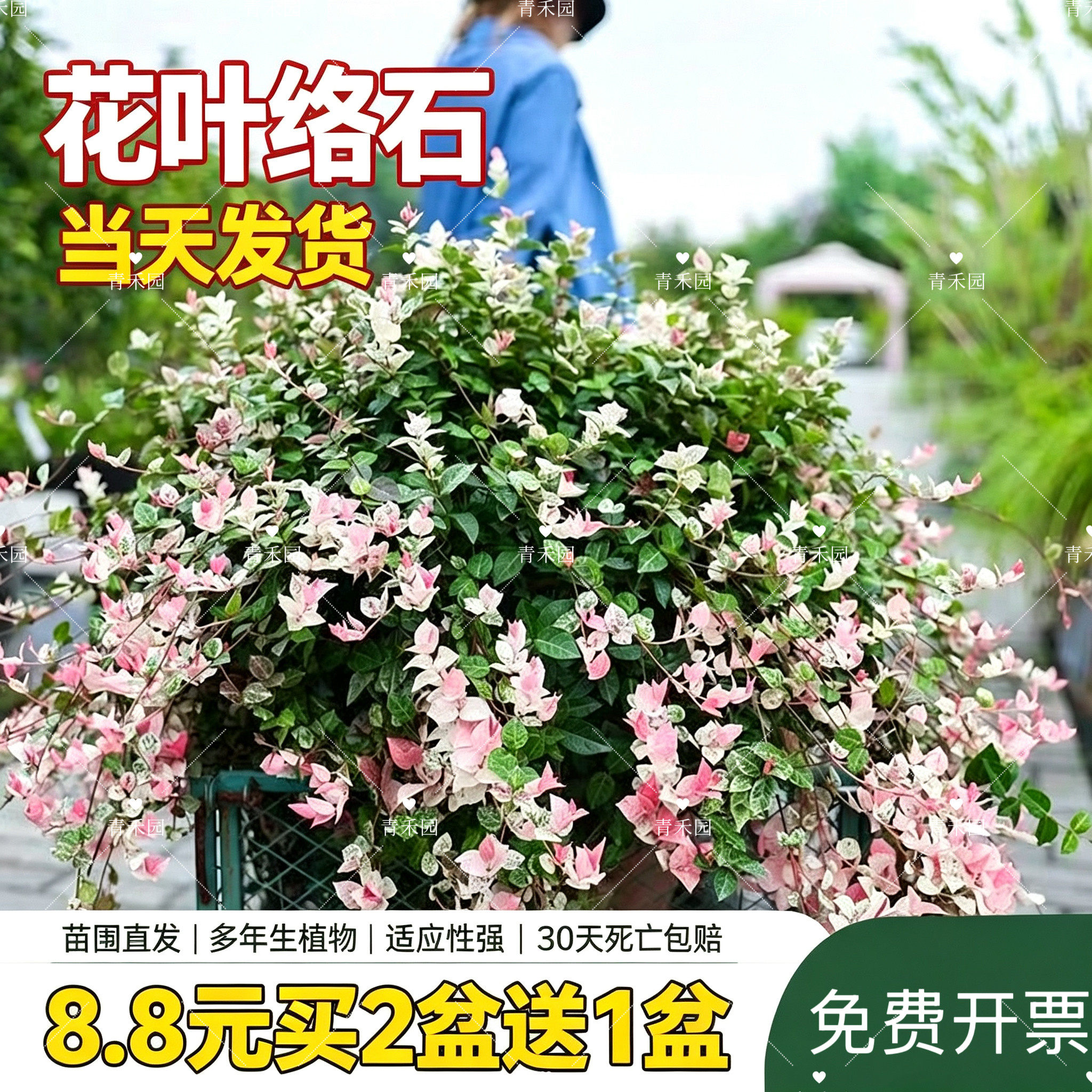 花叶络石花苗盆栽彩叶络石吊兰