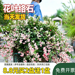 花叶络石花苗盆栽彩叶络石吊兰