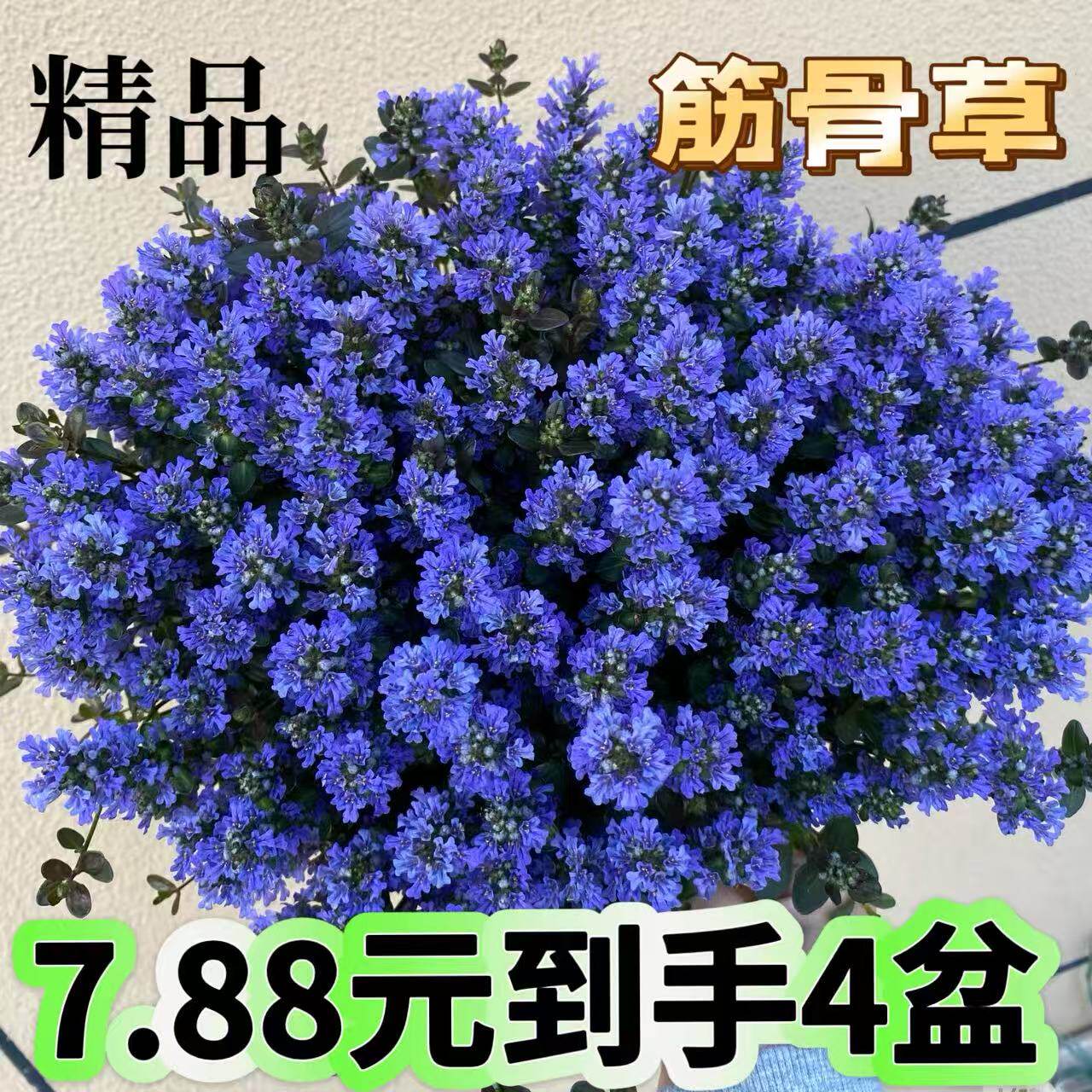 筋骨草姬十二单多年生耐寒耐旱盆栽地被植物花镜花海庭院花园好养