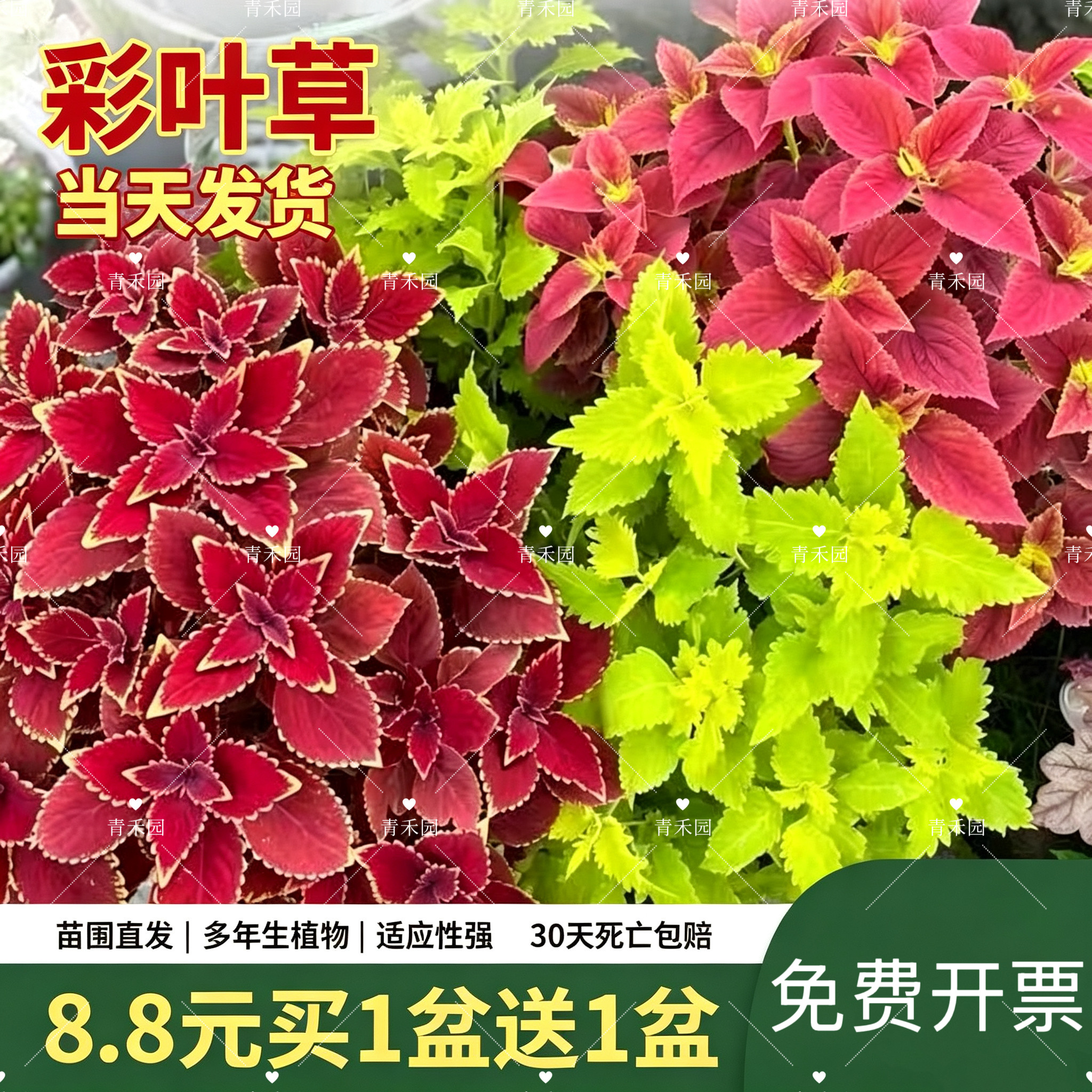 青禾园彩叶草耐寒耐旱好养