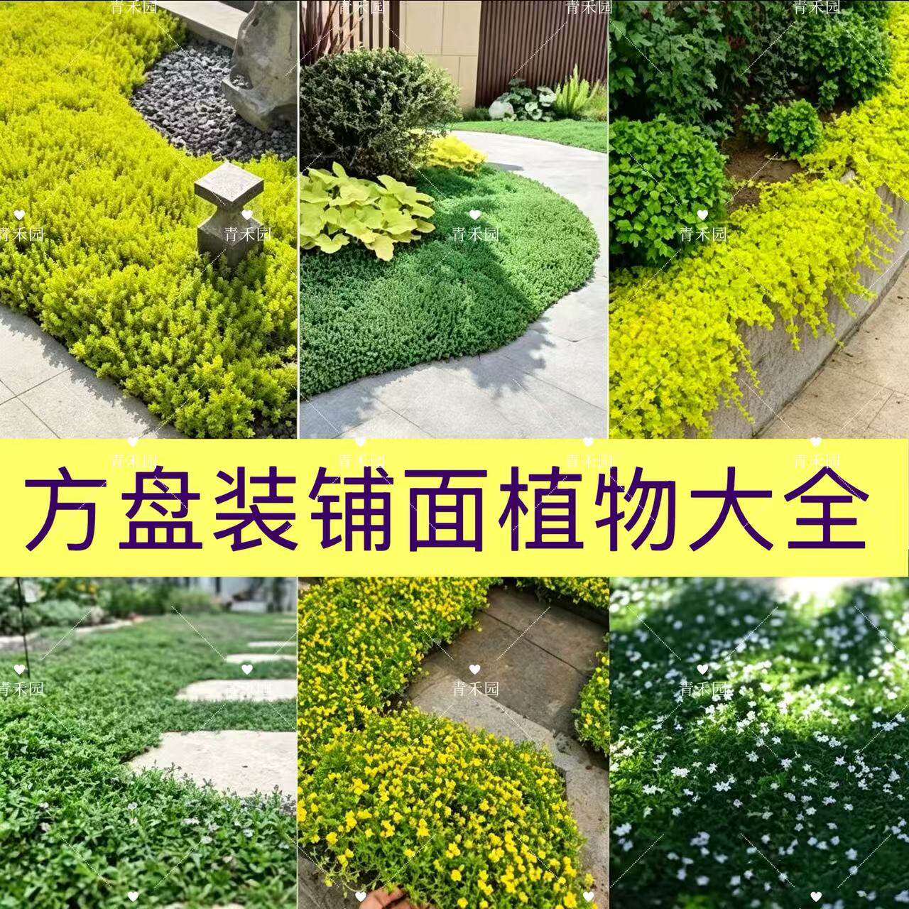 青禾园佛甲草庭院地被铺面
