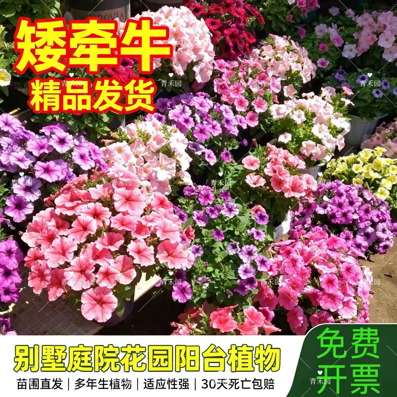 矮牵牛盆栽可垂吊四季好养易爆花