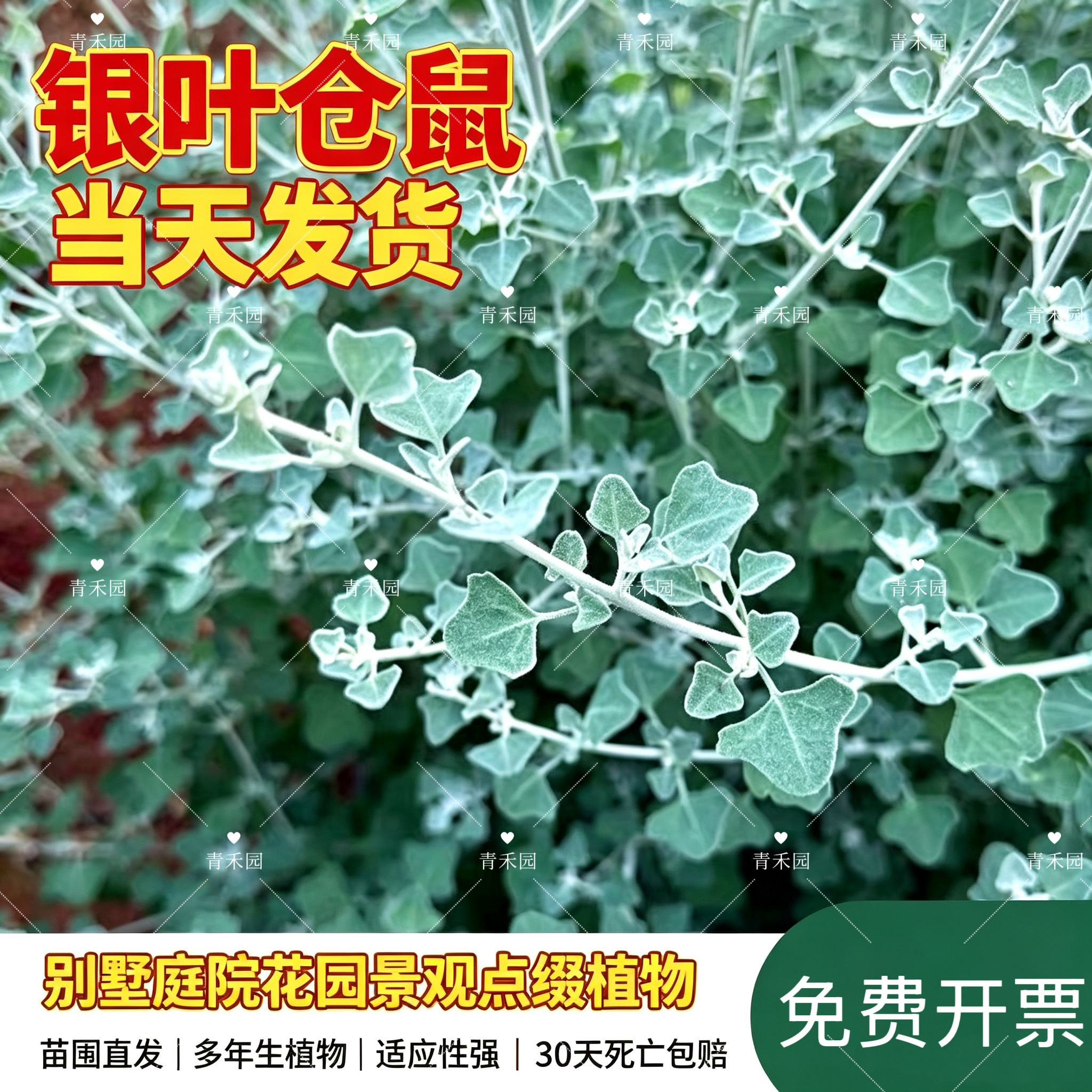 银叶仓鼠好看耐寒耐旱盆栽地被植物花池花镜花海别墅庭园花园好养