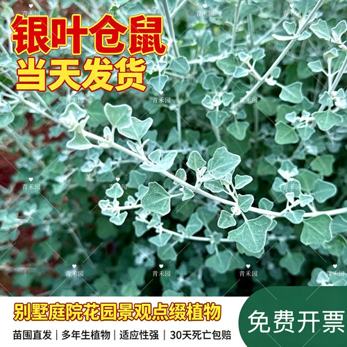 青禾园银叶仓鼠耐寒耐旱好养