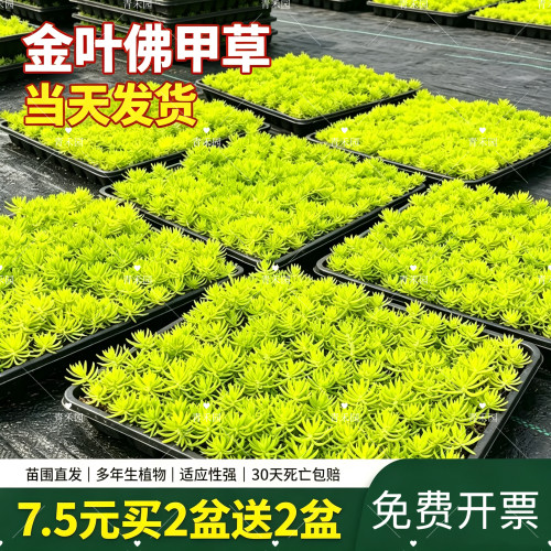佛甲草过路黄景天庭院绿植好常青