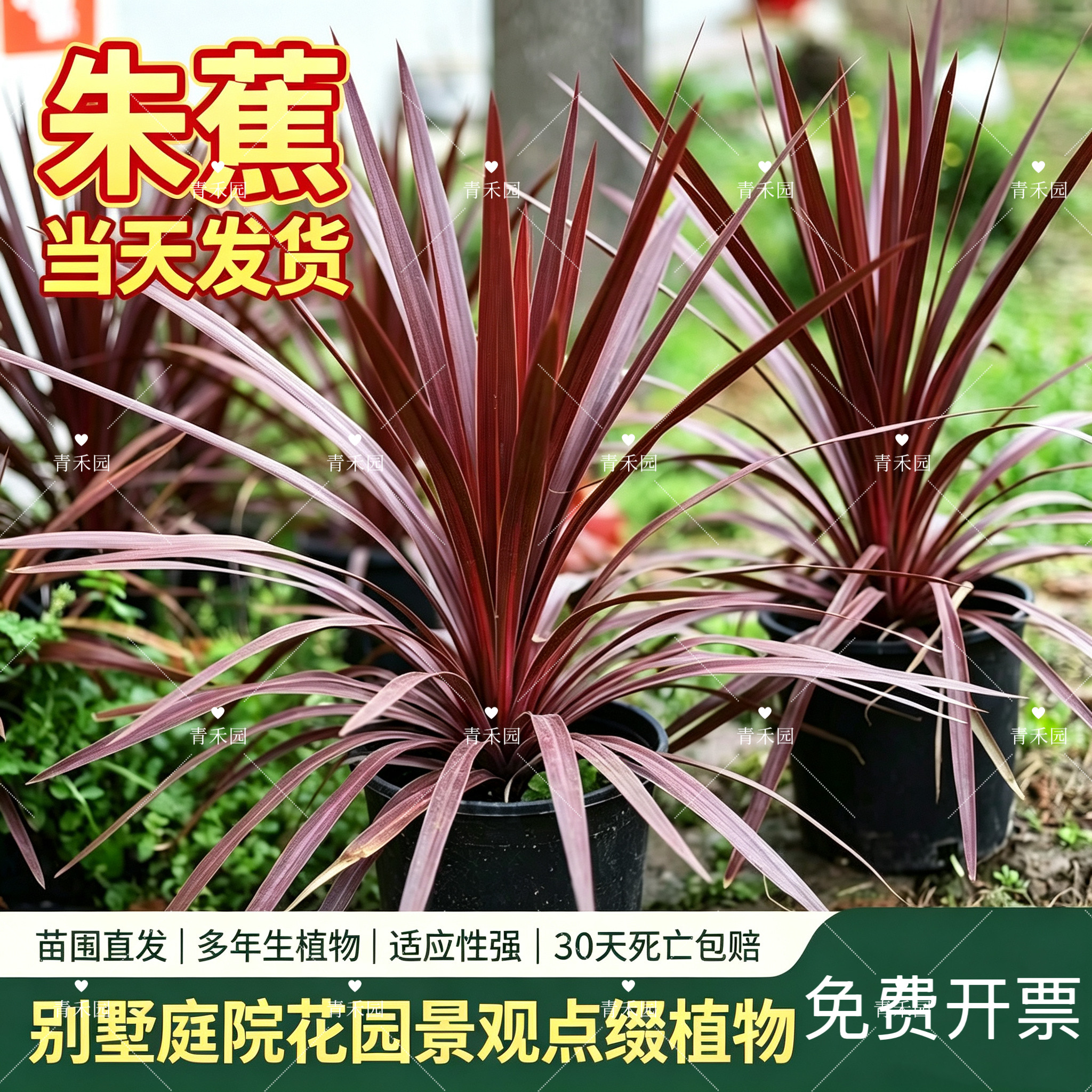 澳洲朱蕉红巨人盆栽四季观叶花卉