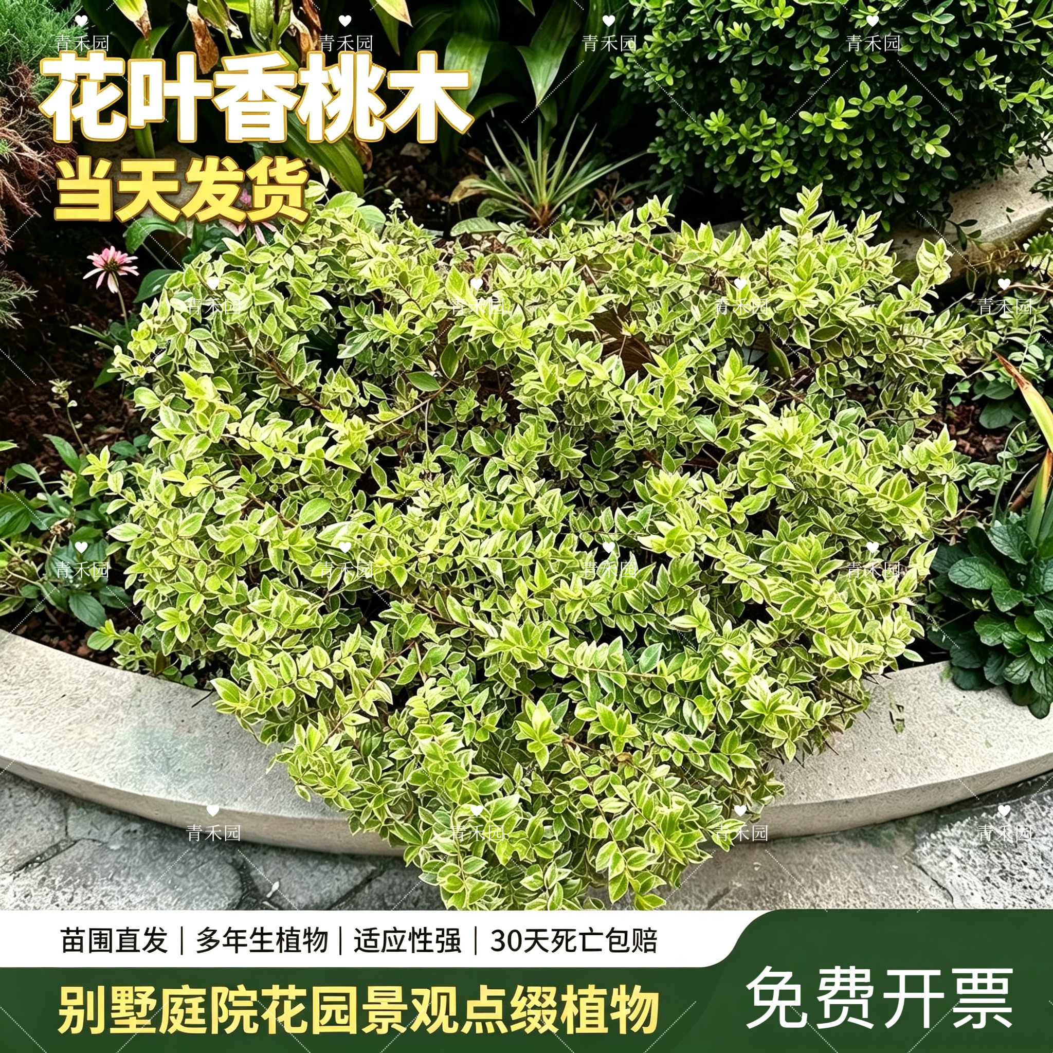 花叶香桃木盆栽耐热耐寒