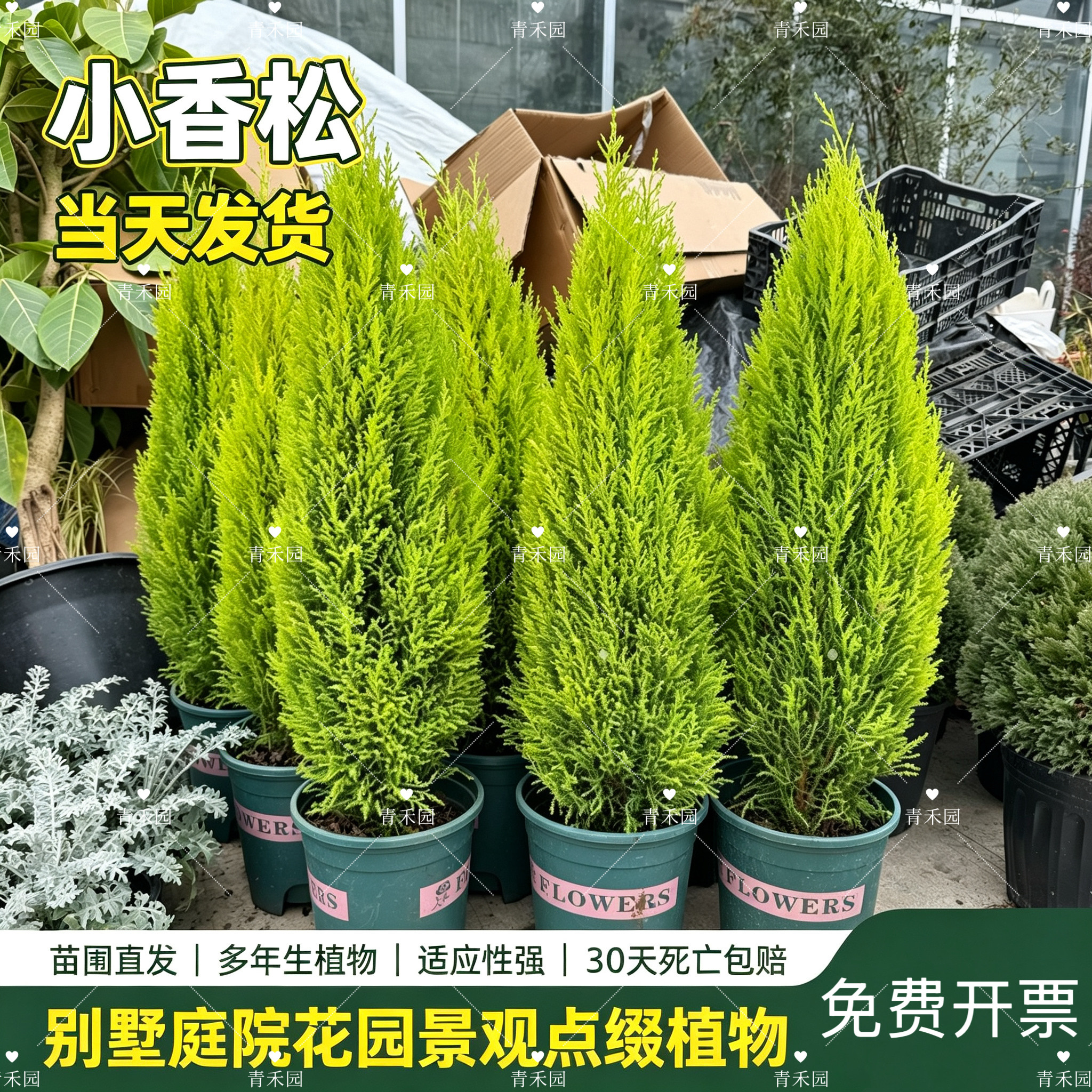 香松盆栽绿植阳台庭院好养易活净化空气四季常青可装饰金冠柏盆景