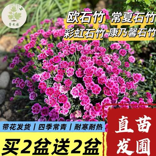 欧石竹花苗四季草皮室外草坪花境