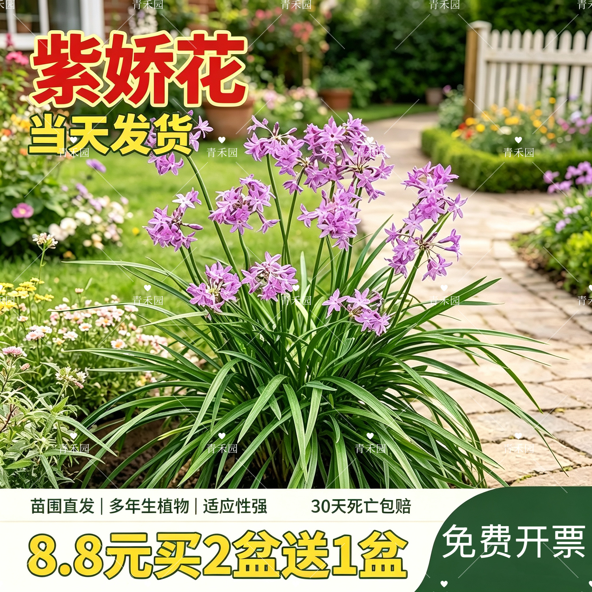青禾园紫娇花耐寒耐旱好养盆栽