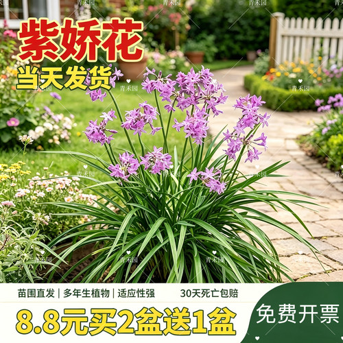 青禾园紫娇花耐寒耐旱好养盆栽