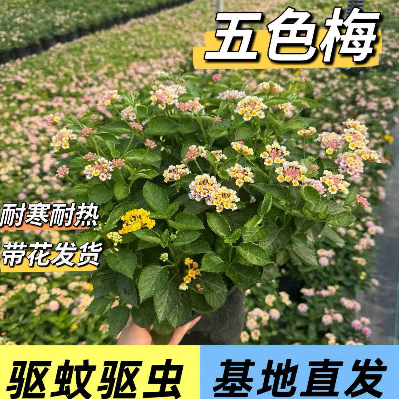 五色梅盆栽马缨丹耐热耐晒花期长多年生木本阳台庭院花卉四季好养