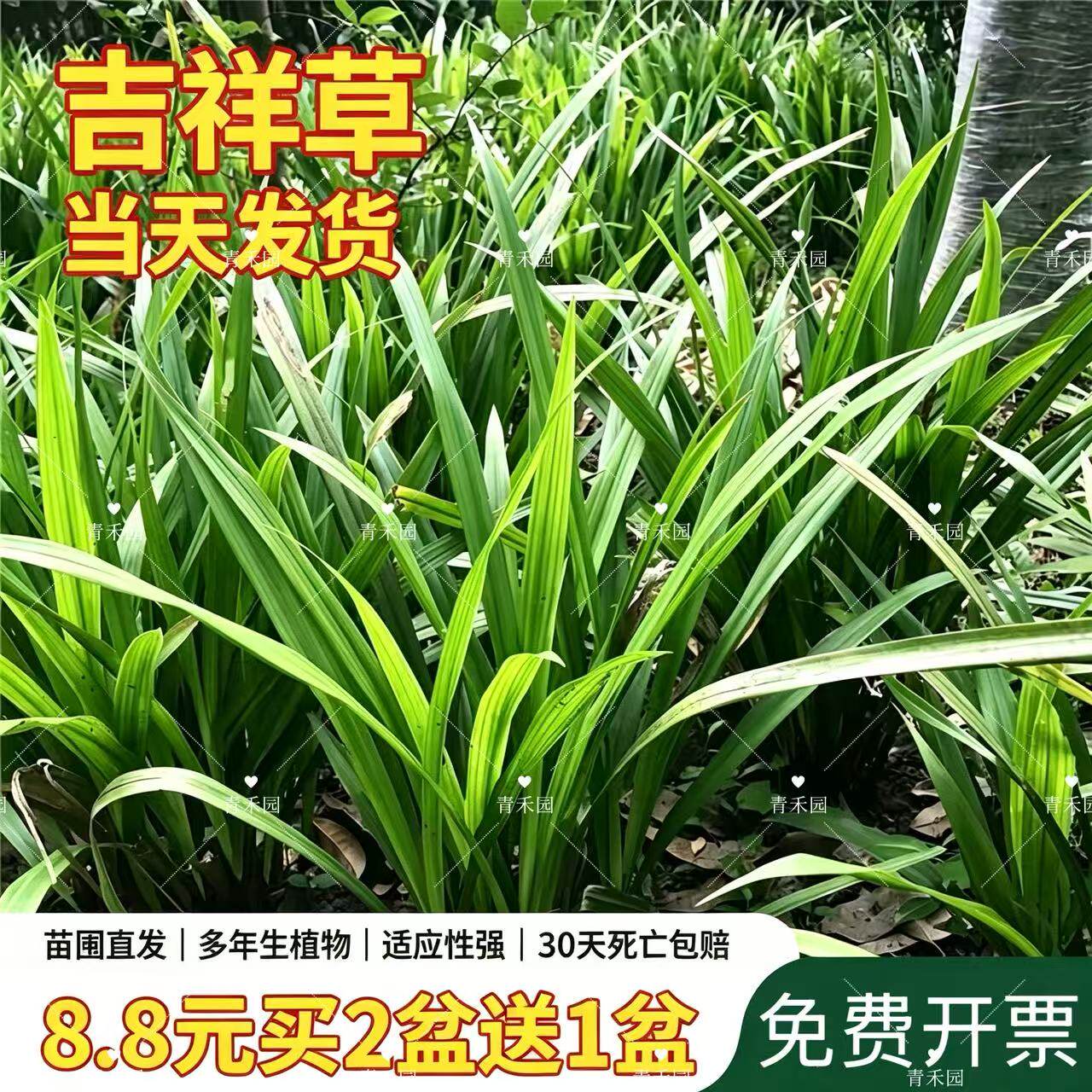 吉祥草多年生耐寒耐旱盆栽地被植物花池花镜花海别墅庭园花园好养