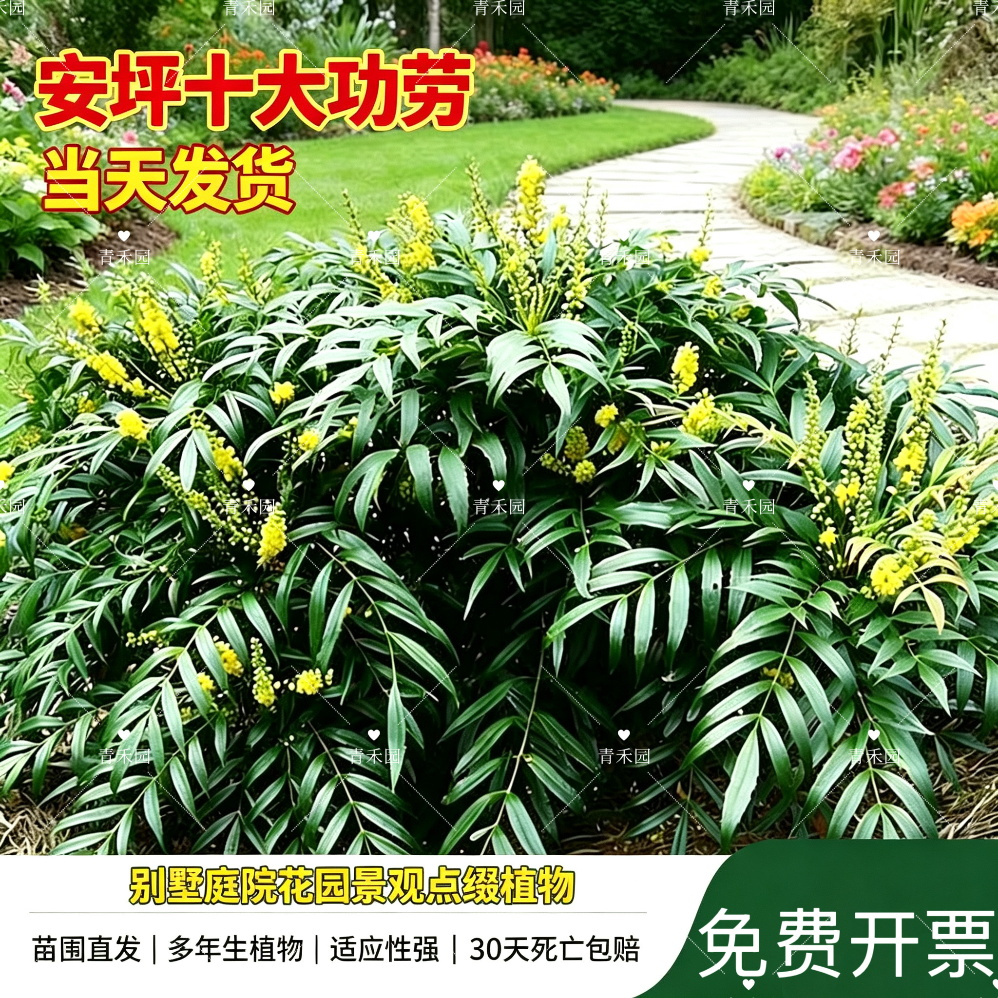 安平十大功劳耐寒耐旱好养盆栽
