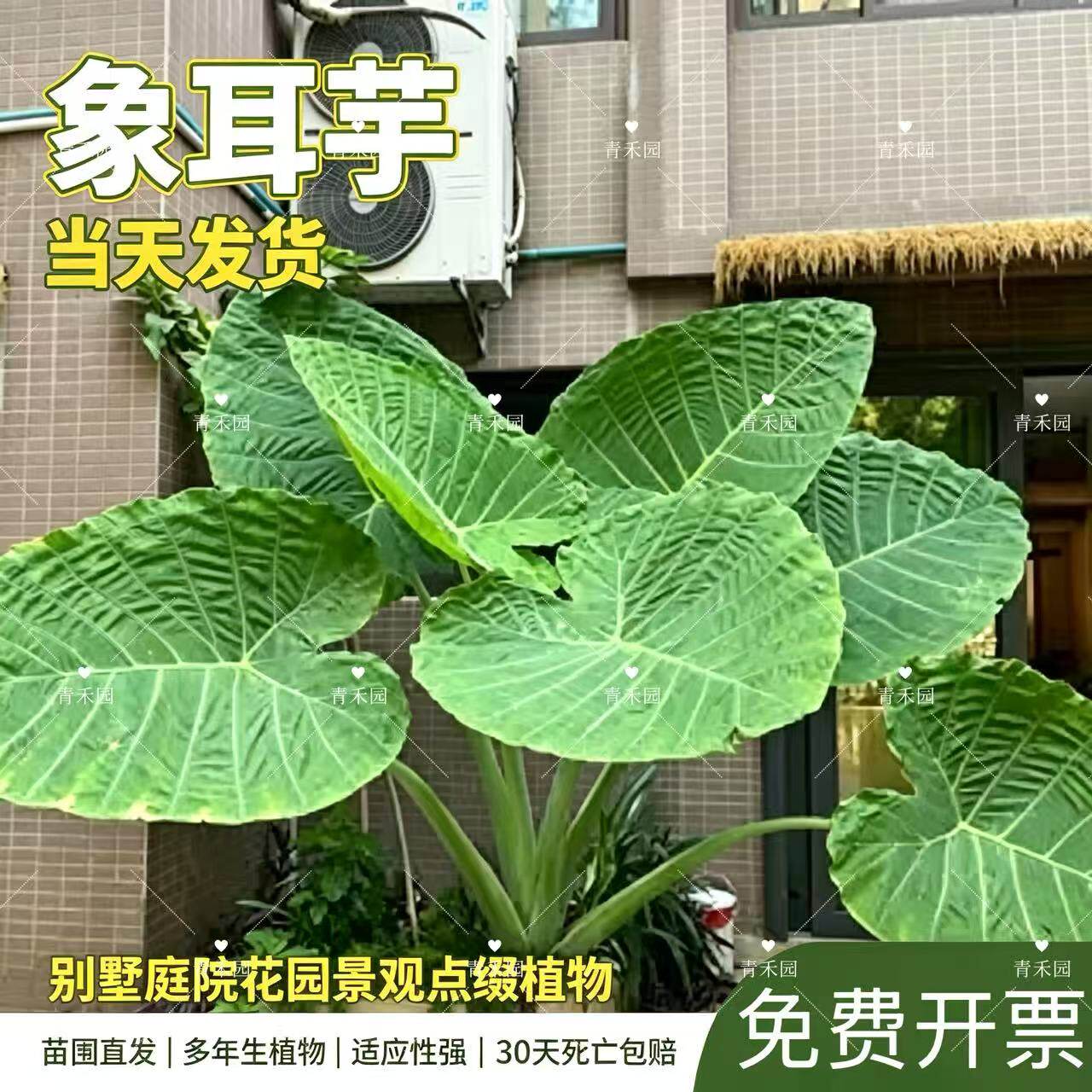 象耳芋盆栽霸王芋大野芋包活