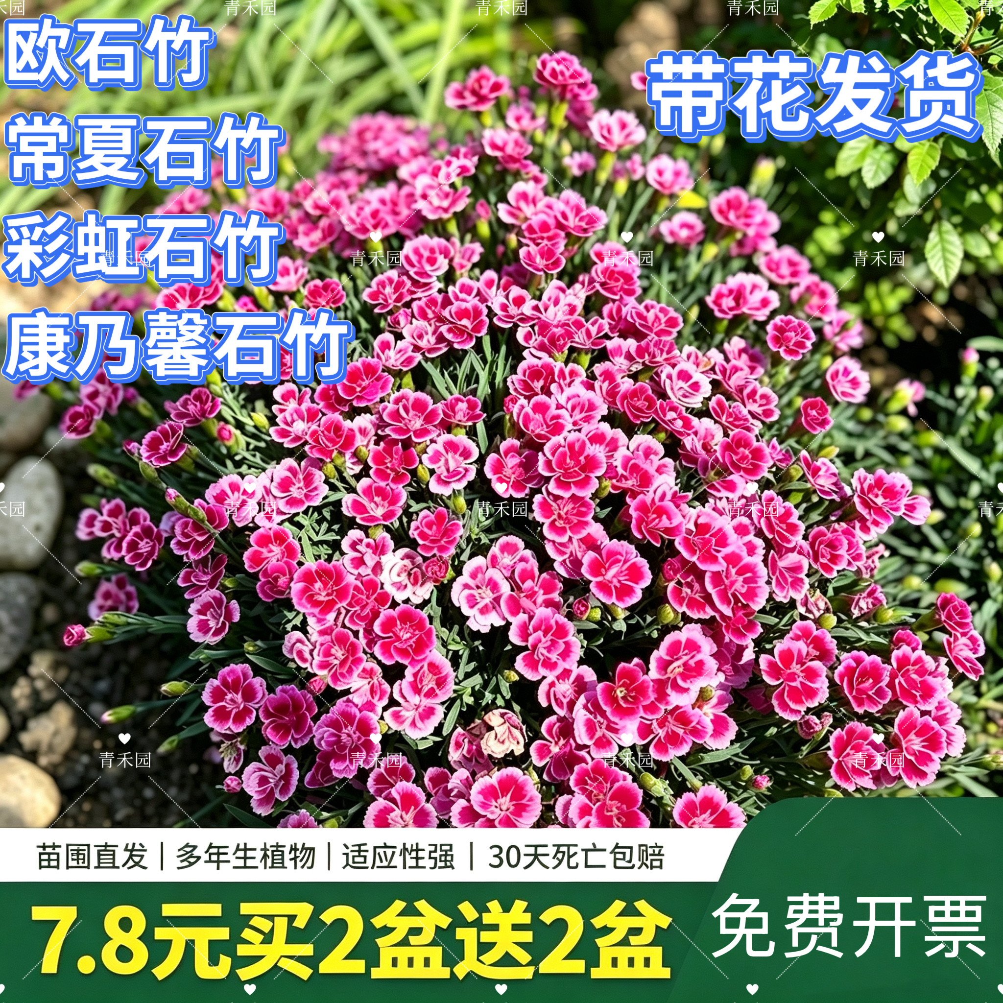 康乃馨石竹欧石竹花苗花带花苞四季室外易活耐寒植物庭院花期长