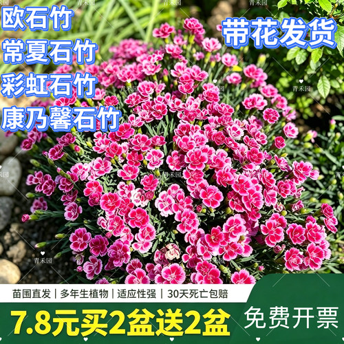欧石竹花苗四季草皮室外草坪花境