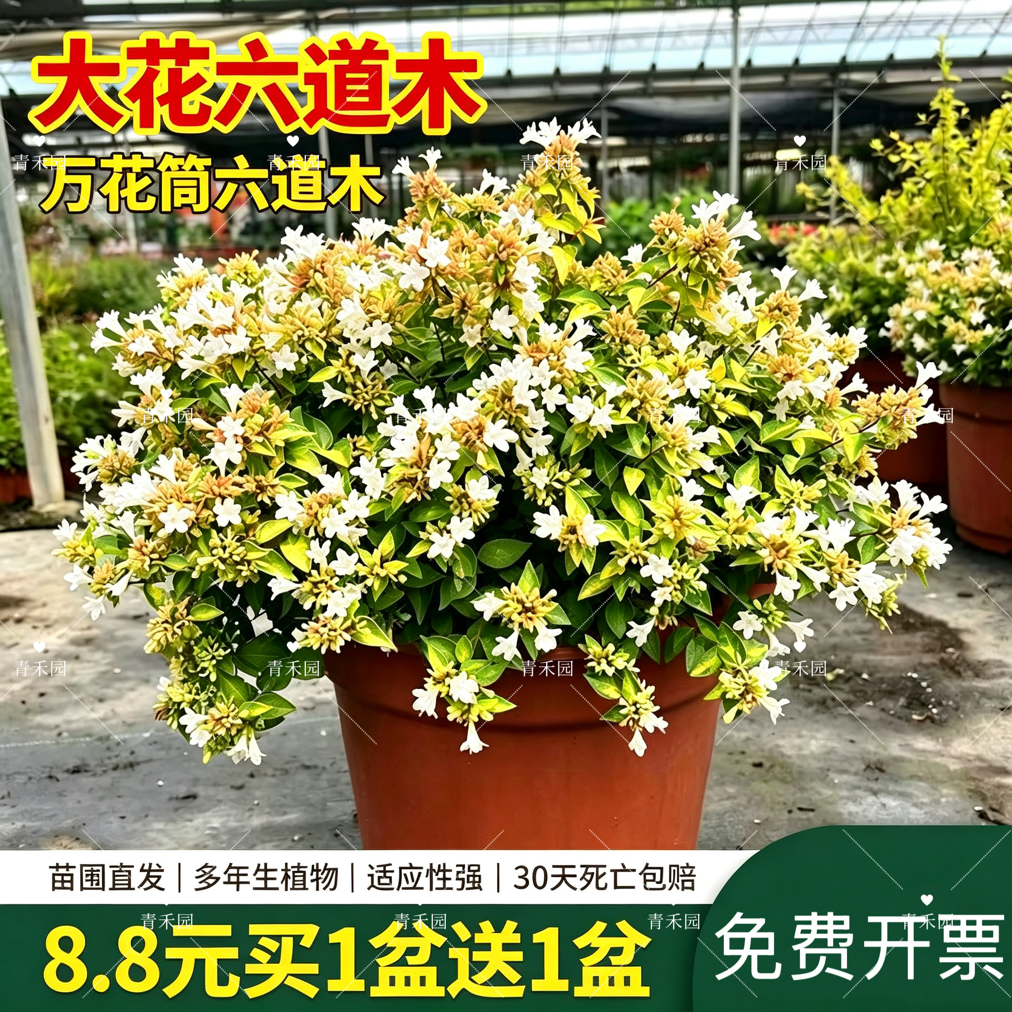 六道木万花筒盆栽庭院阳台地栽