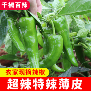 嘎嘎辣农家尖椒新鲜辣椒特辣辣妹子薄皮辣椒超辣批发腌制当季蔬菜