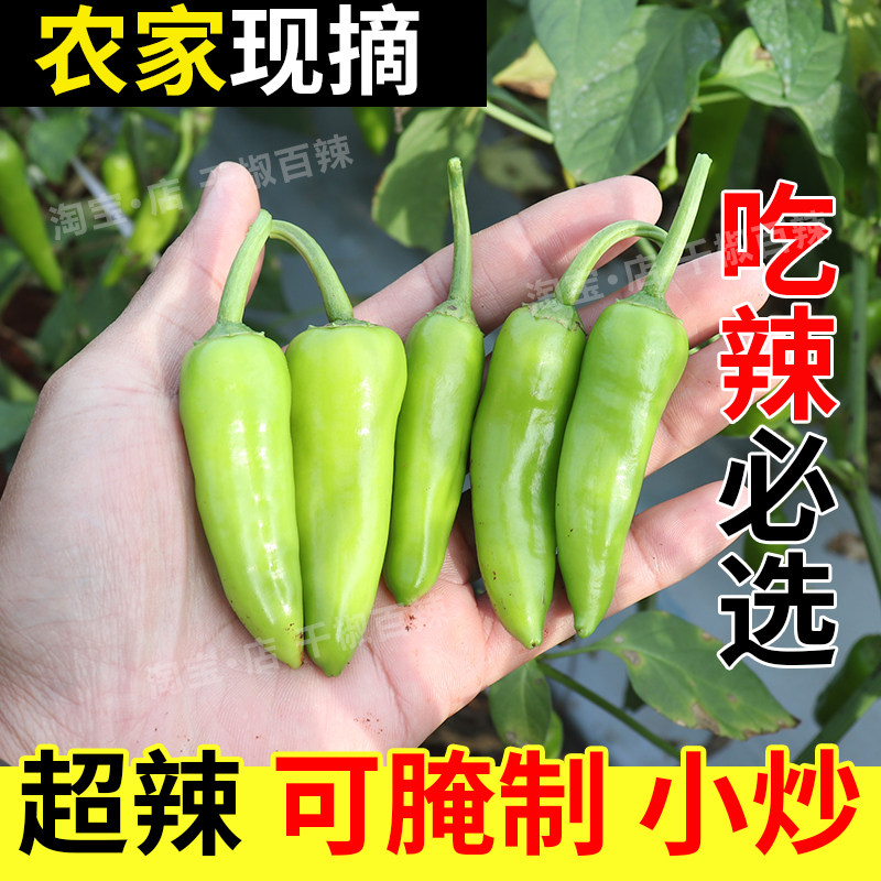 新鲜农家现摘超辣小青椒