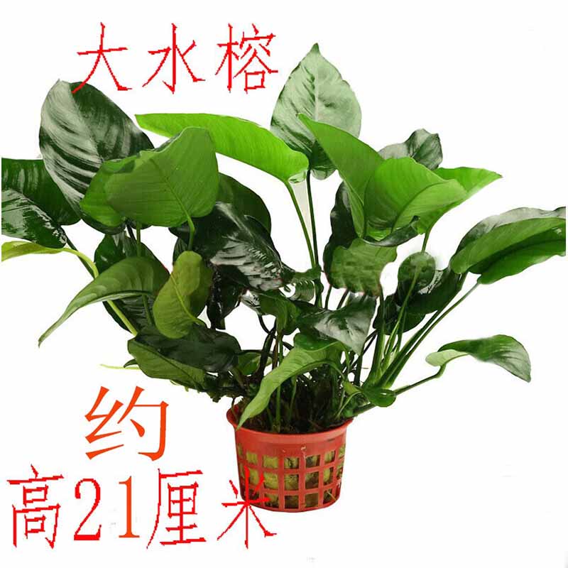 鱼缸水草造景装饰大水榕活体植物