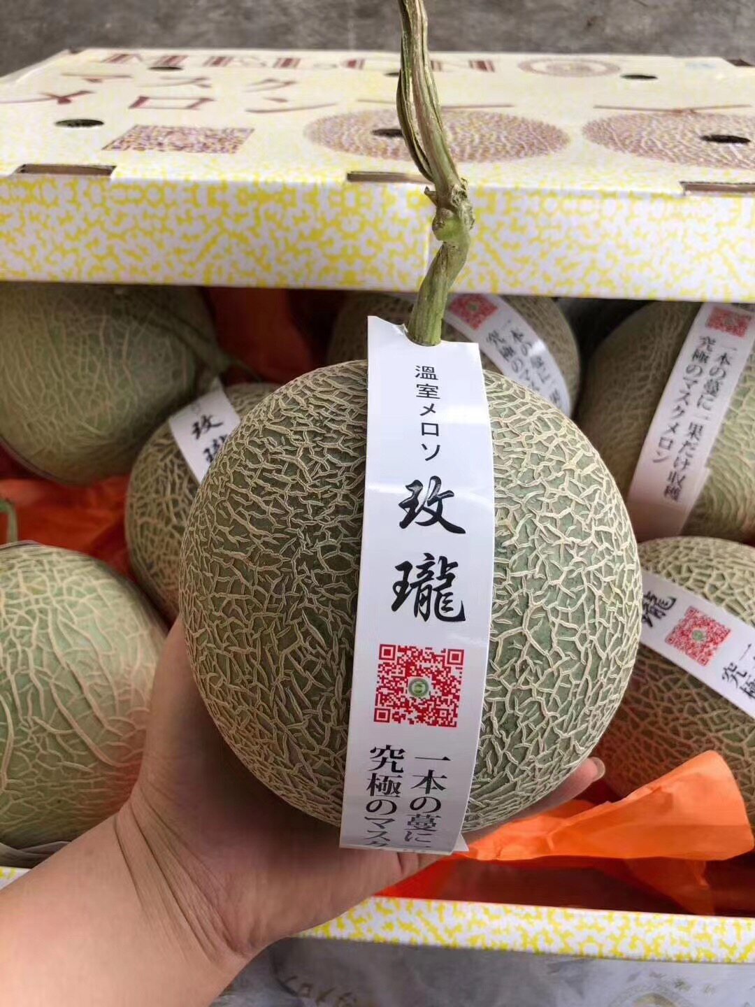 日本静冈夕张品种玫珑网纹蜜瓜海南新鲜种植口口蜜水果2粒装包邮