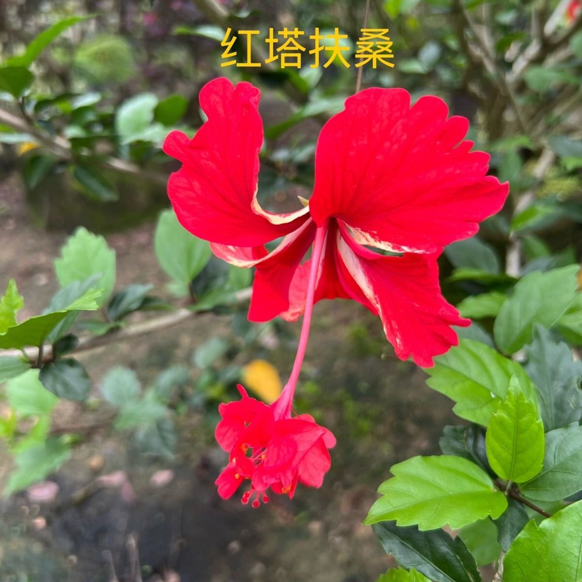 红塔扶桑花小苗