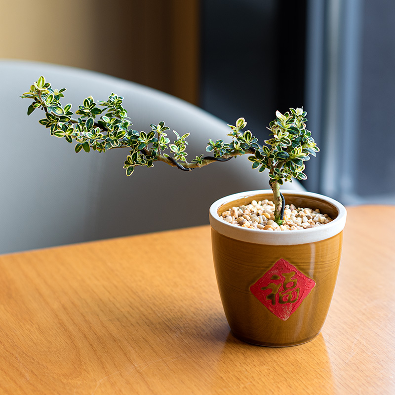 六月雪办公室窗台净化空气好养活