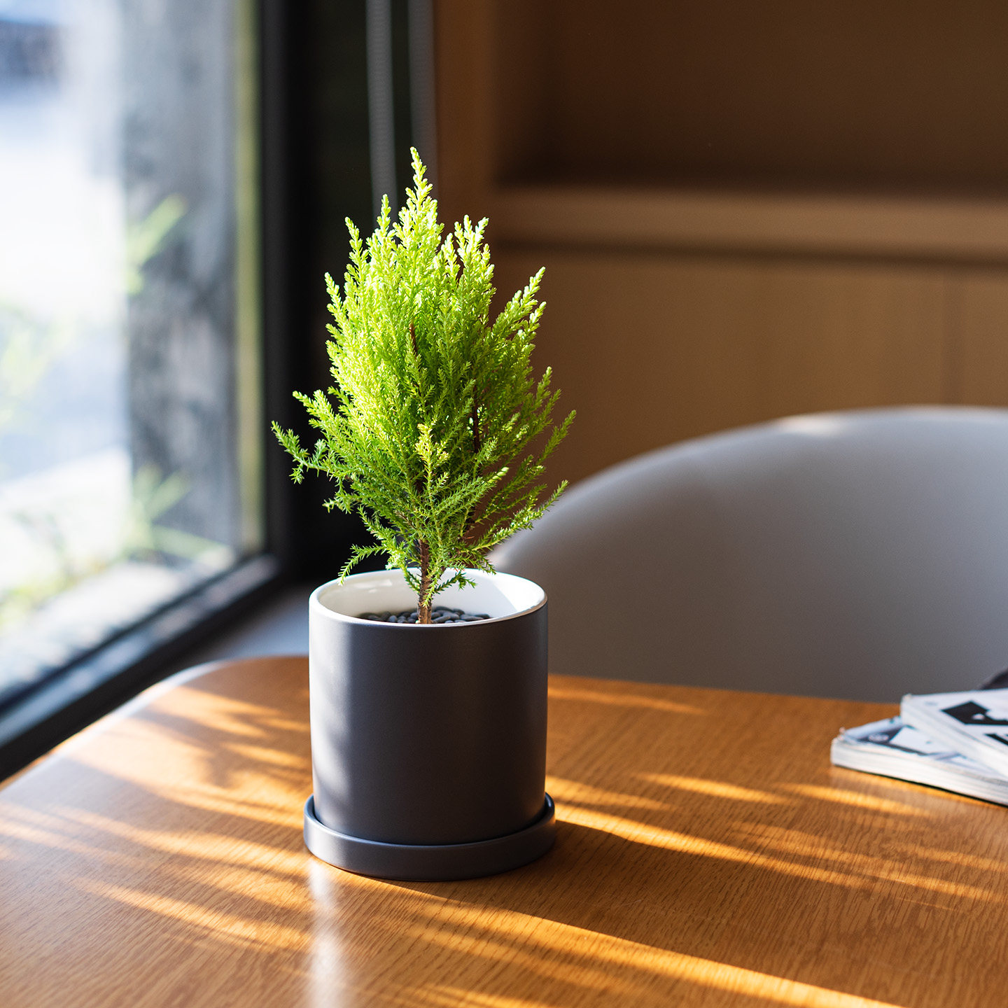 mofacoco小香松北欧 金冠柏圣诞树绿植礼品物办公桌面绿植盆栽好,鲜花速递/花卉仿真/绿植园艺,绿植,淘宝优惠券,粉丝福利购,淘宝优惠卷