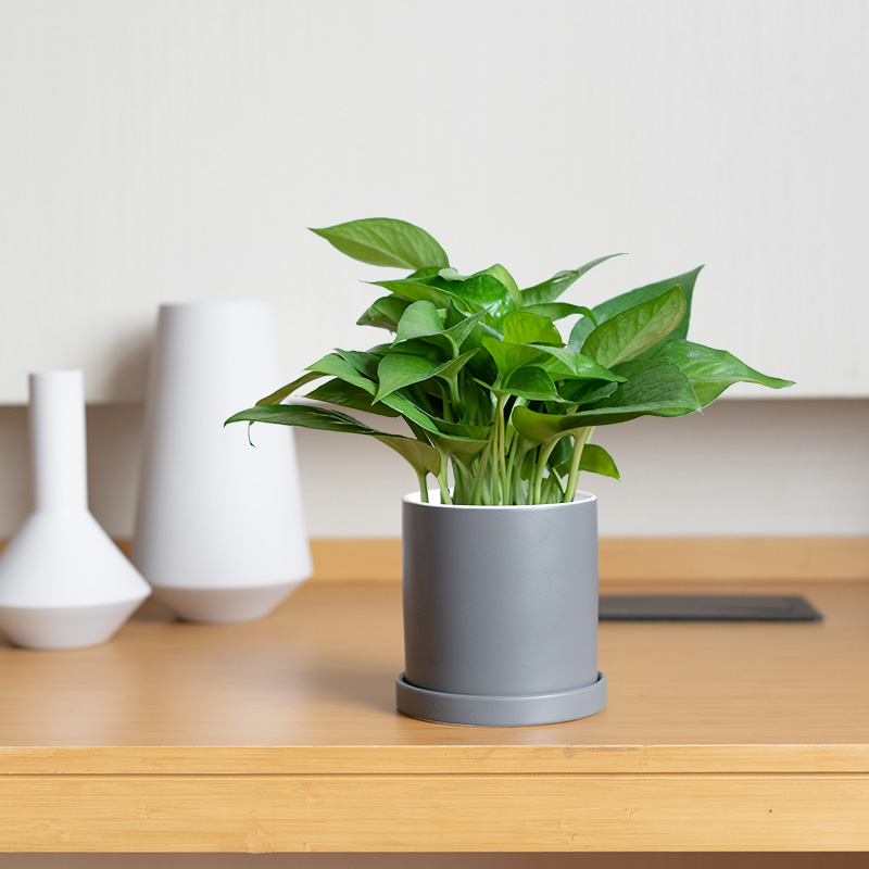 绿萝办公室内净化空气耐阴好养活