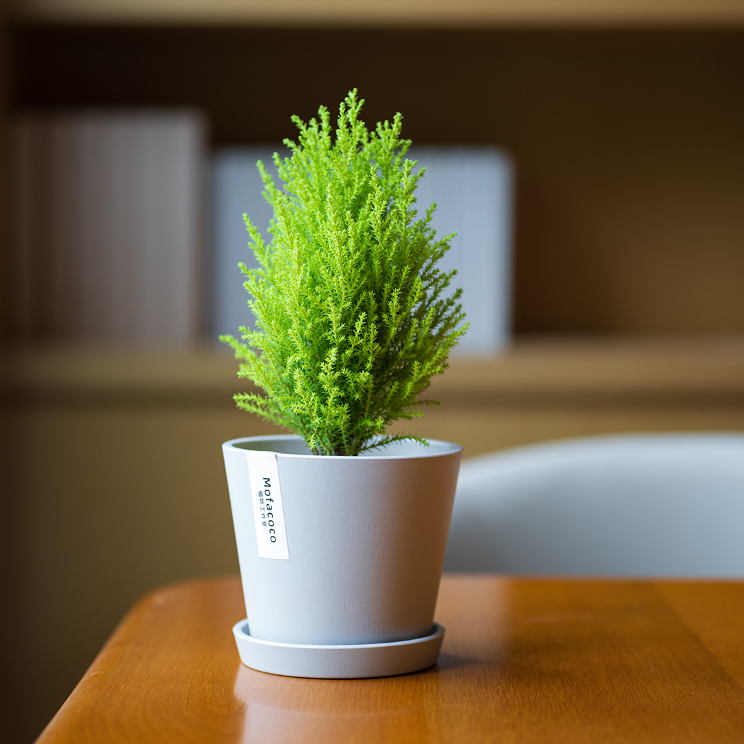 mofacoco香松盆栽北欧风绿植物礼办公桌面好养活金冠柏圣诞树