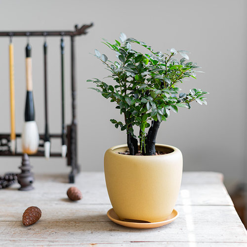 小叶紫檀室内桌面耐阴耐旱好养活