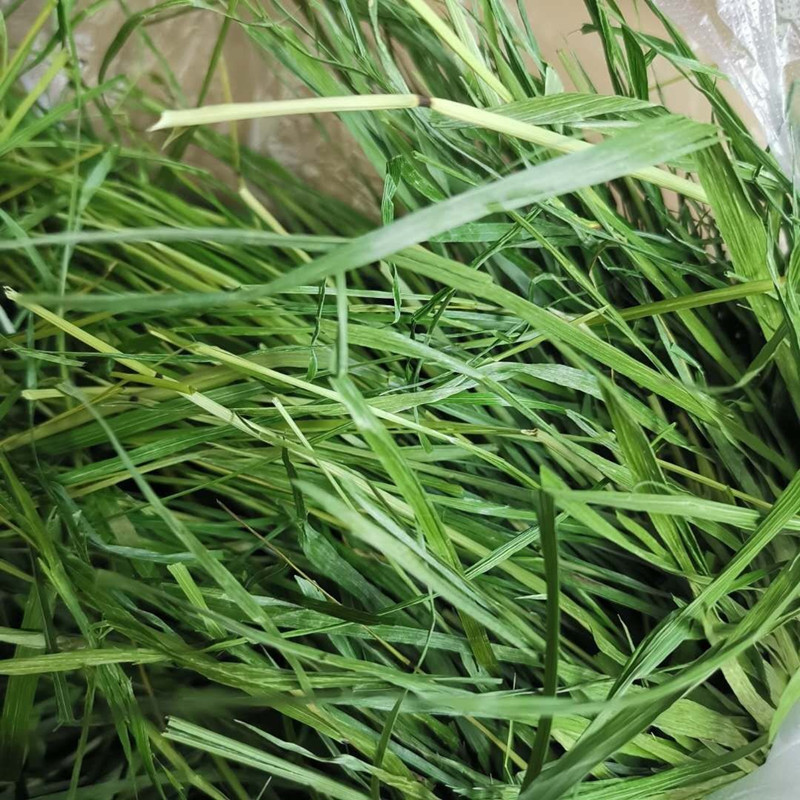 龙猫兔子荷兰猪主粮烘干提摩西草