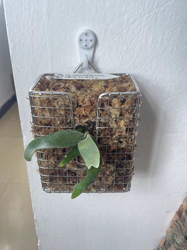 鹿角蕨 蝴蝶兰 空凤 附生植物 不锈钢 种植盆 板 框 篮