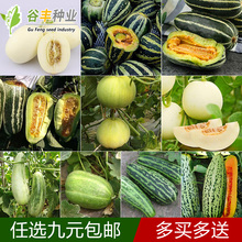 甜瓜种籽大全羊角蜜脆哈密瓜香瓜绿宝石甜宝白糖罐种子春四季播种