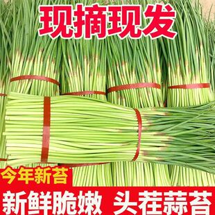 2024蒜苔新鲜蒜薹鲜嫩蒜苔蒜毫大蒜头红根白帽长款