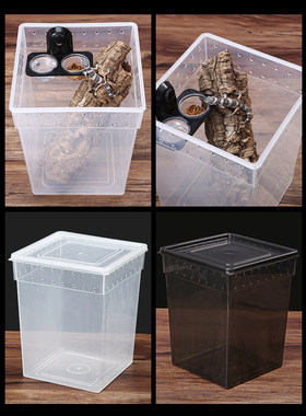 蜘蛛饲养盒蜥蜴爬虫活体宠物树栖