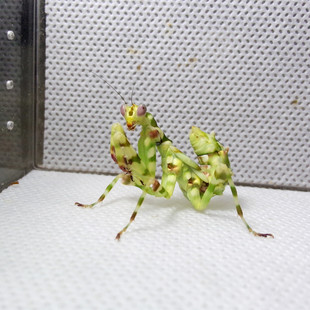 昆虫螳螂攀爬纸攀爬胶布 12cm螳螂饲养盒 DIY饲养盒螳螂攀爬纸10